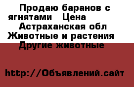 Продаю баранов с ягнятами › Цена ­ 4 000 - Астраханская обл. Животные и растения » Другие животные   